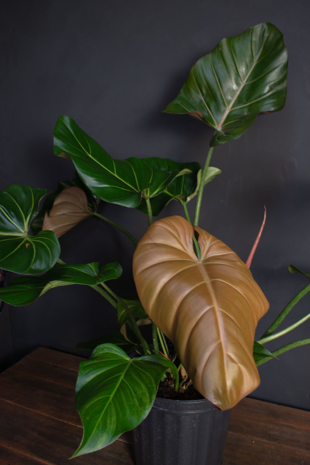 Large Philodendron Summer Glory