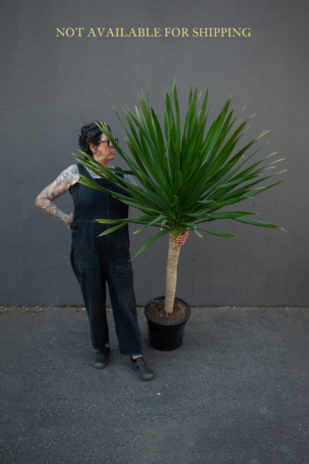arborea dracaena Large - Dracaena