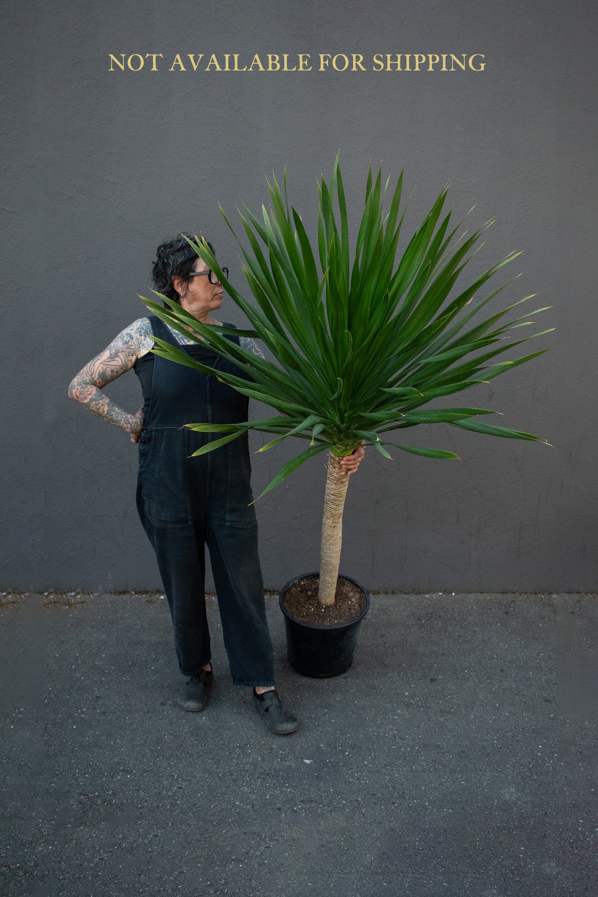 dracaena randy Large - Dracaena