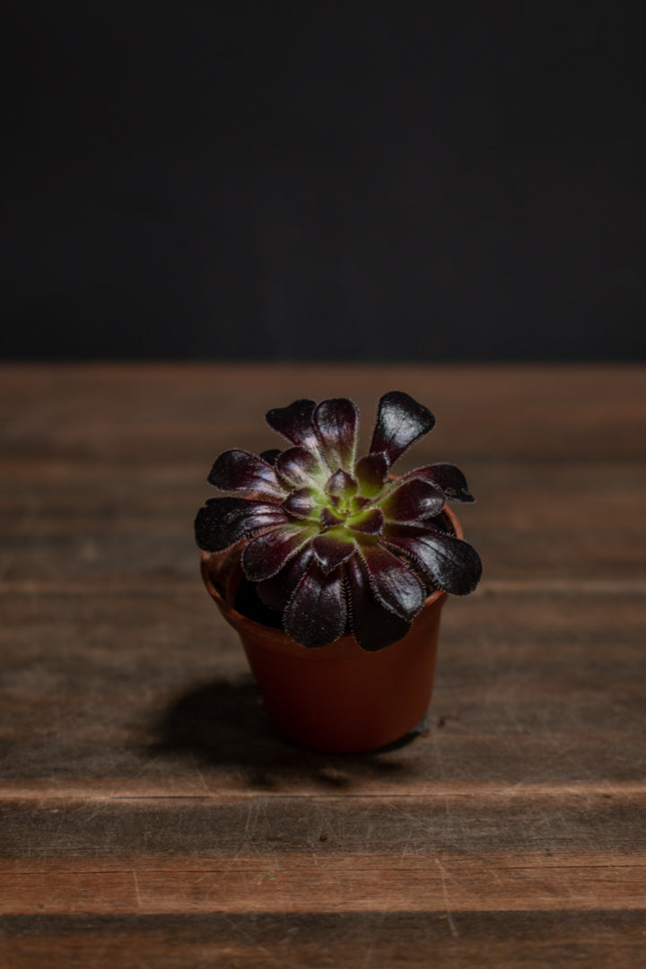 Aeonium - Arboreum Schwarzkopf