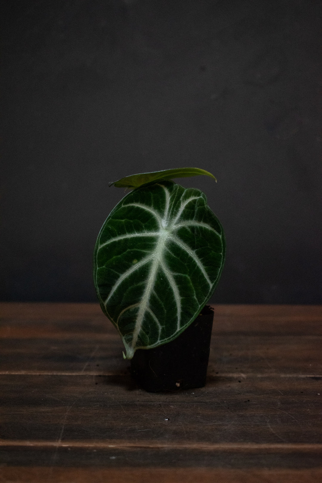 Alocasia - Ninja