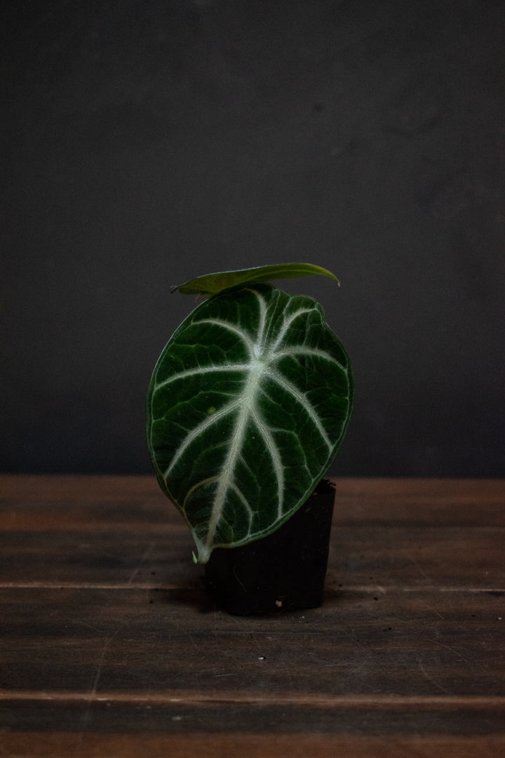 Alocasia - Ninja