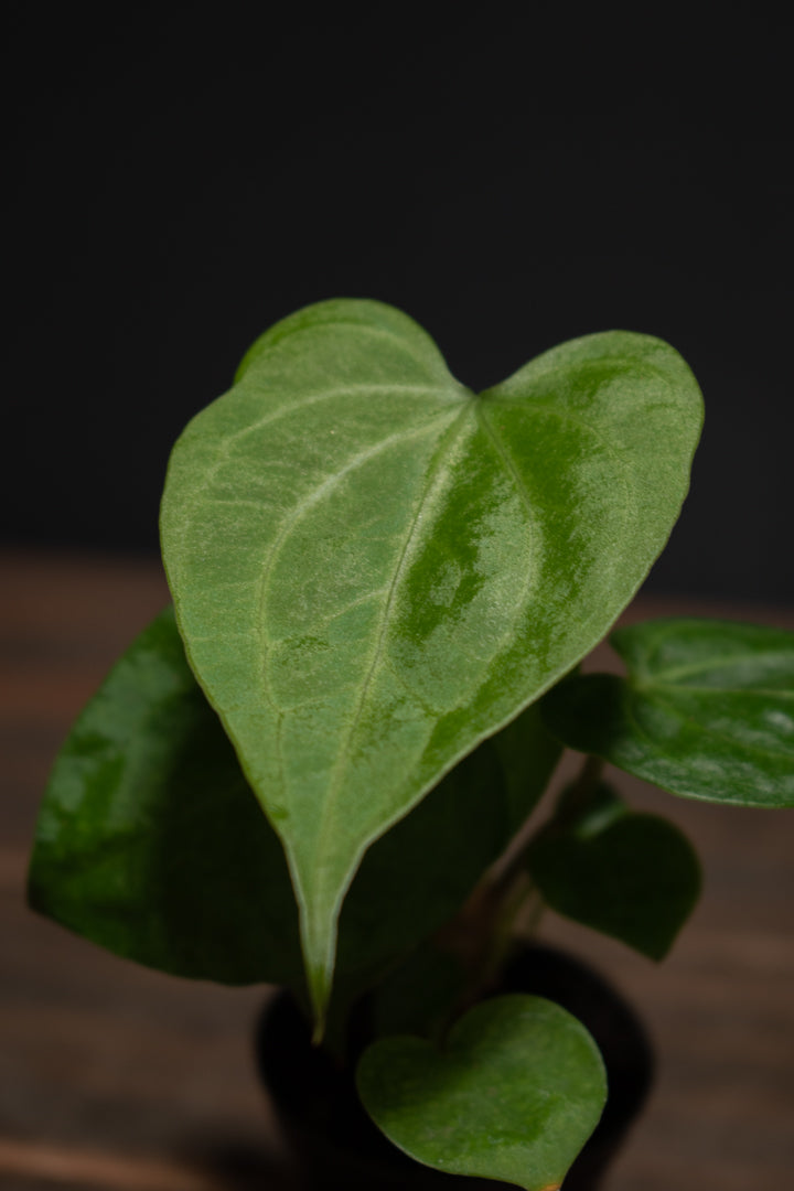 Anthurium - Crystallinum