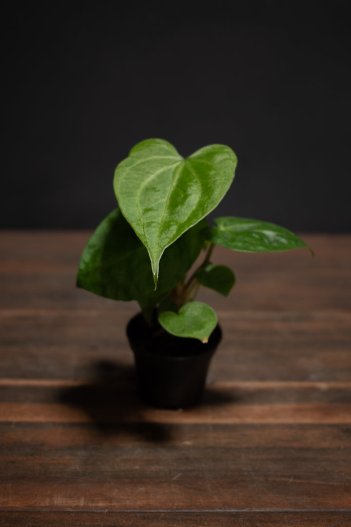 Anthurium - Crystallinum