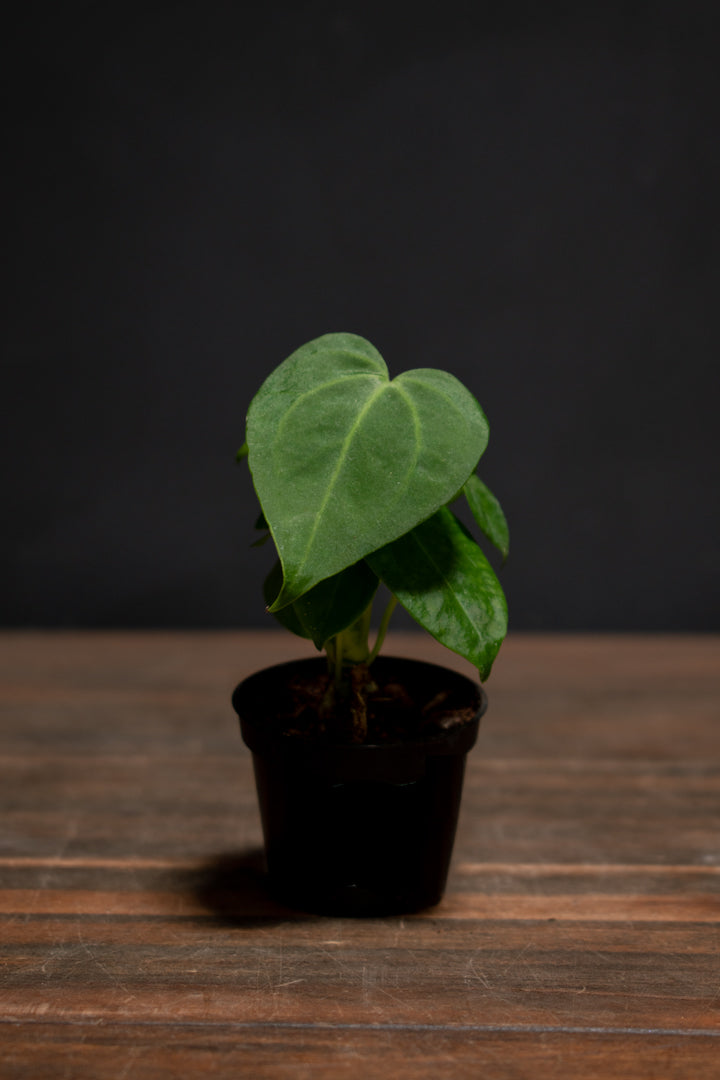Anthurium - Clarinervium