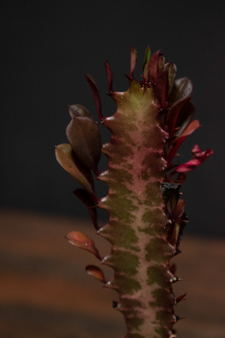 Euphorbia - Trigona Red Cathedral