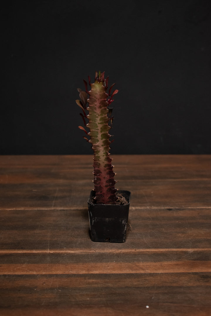 Euphorbia - Trigona Red Cathedral