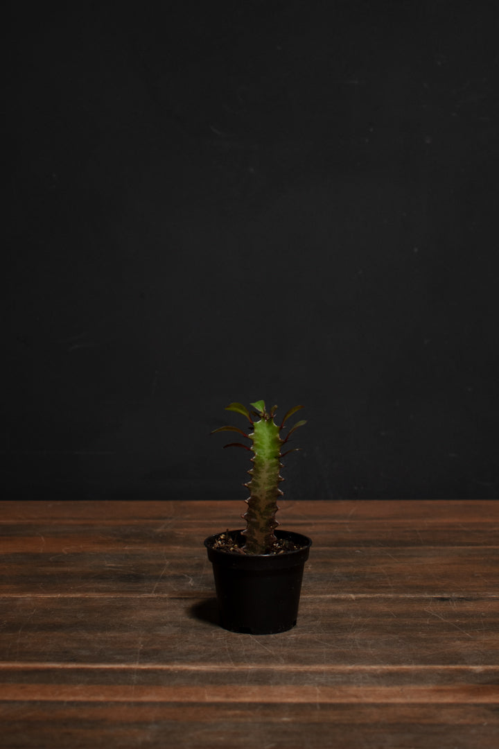 Euphorbia - Trigona "Rubra"