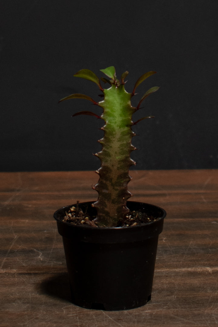 Euphorbia - Trigona "Rubra"