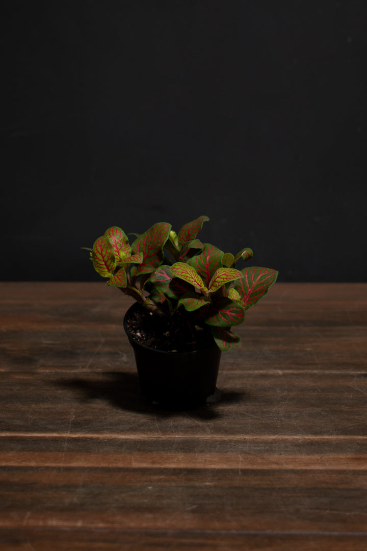 Fittonia - Argyroneura "Yellow Skeleton"