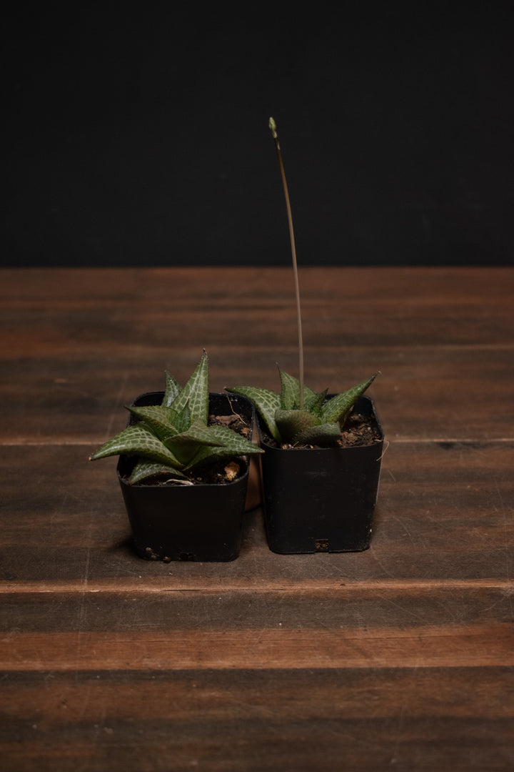 Haworthia - Venosa Tessellata