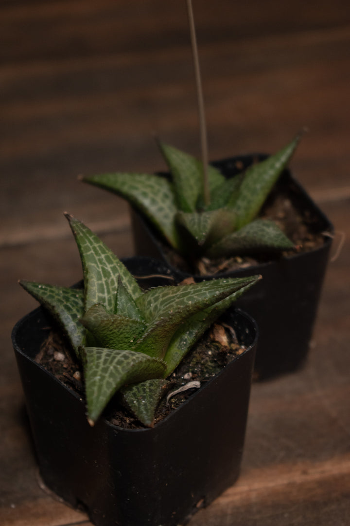 Haworthia - Venosa Tessellata