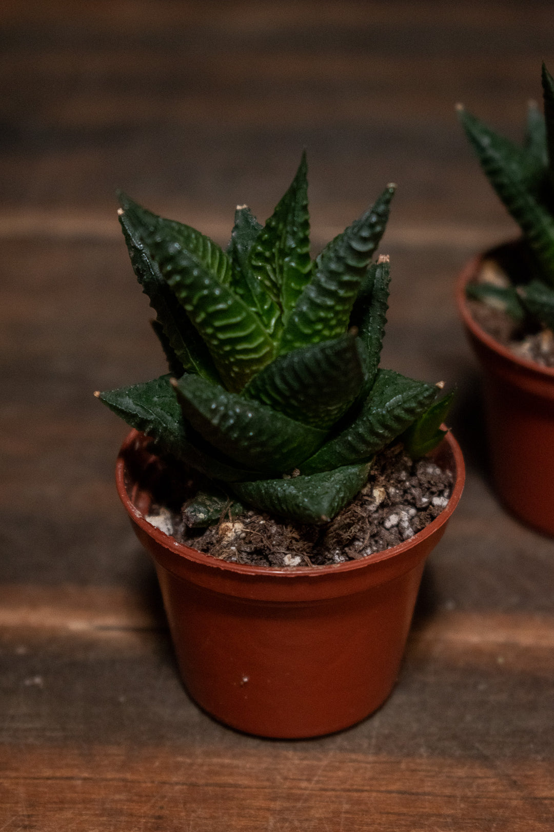 Haworthia - Limnifolia