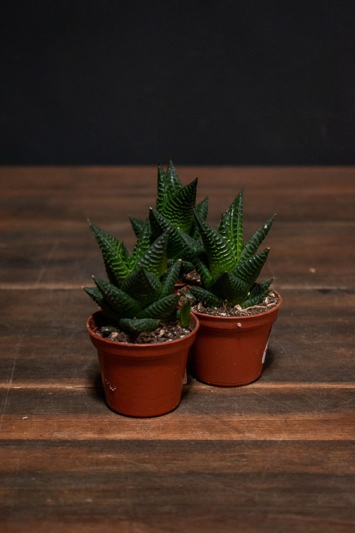 Haworthia - Limnifolia