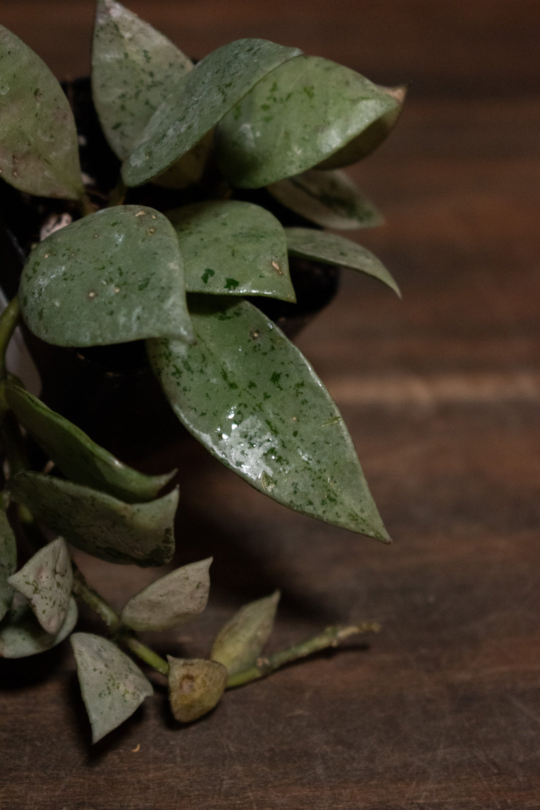 Hoya - Krohniana "Super Silver"