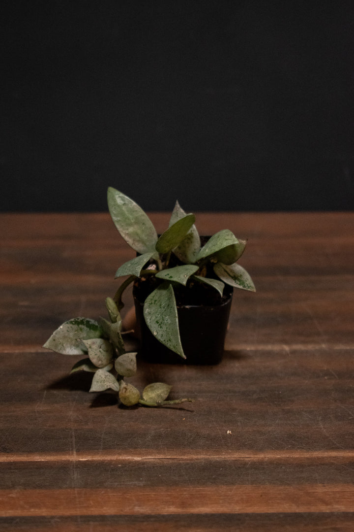 Hoya - Krohniana "Super Silver"