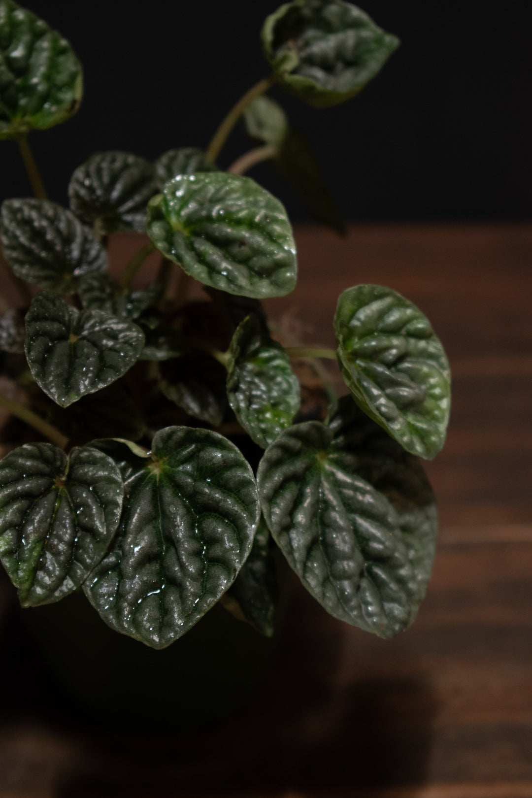 Peperomia - Ripple Silver