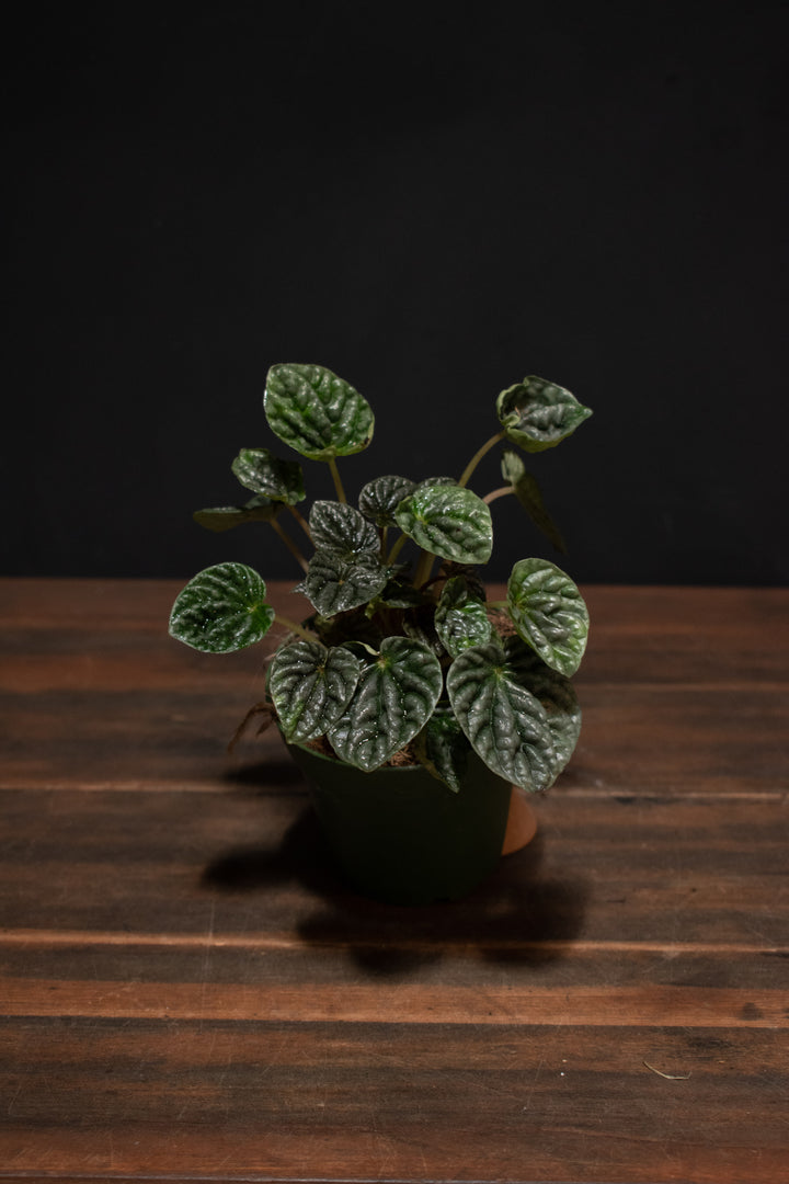 Peperomia - Ripple Silver