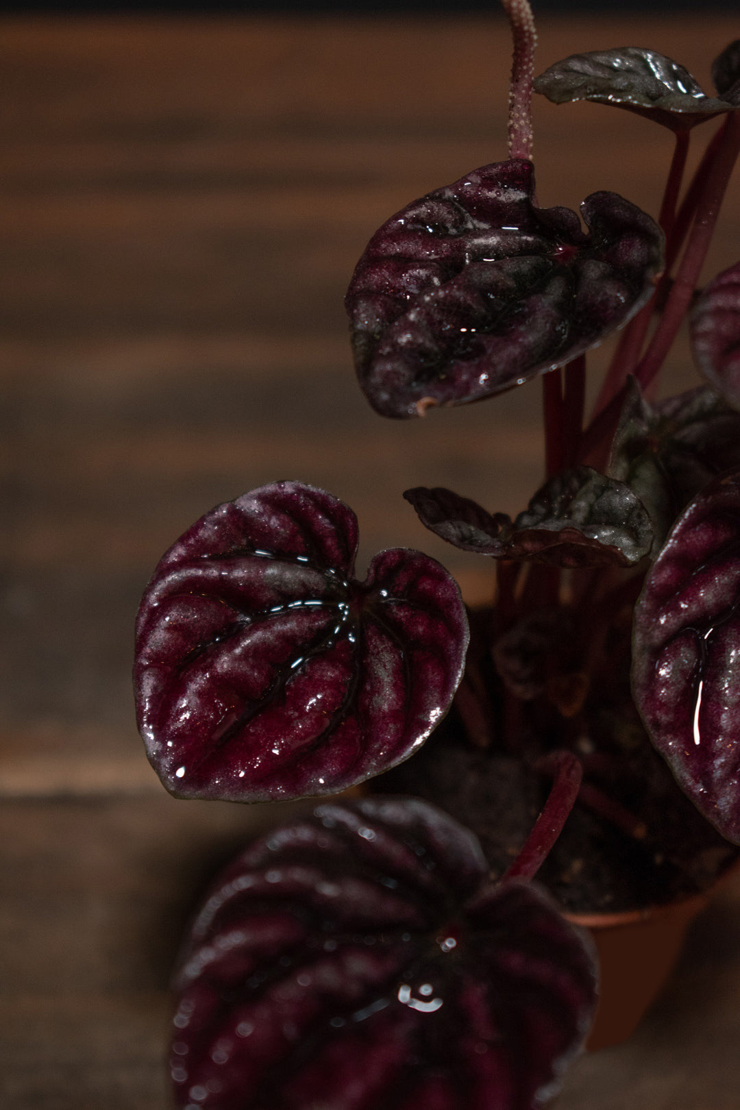 Peperomia - Ripple Schumi Red