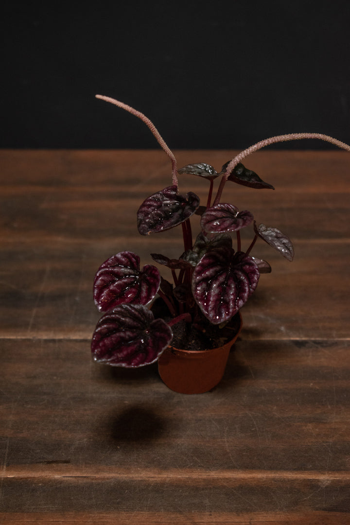 Peperomia - Ripple Schumi Red