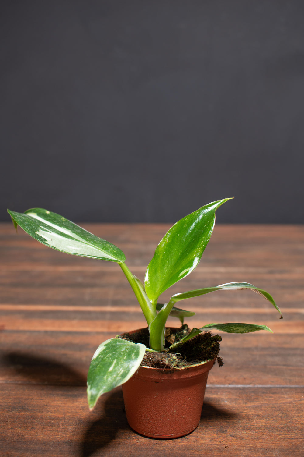 white wizard philodendron soil Philodendron