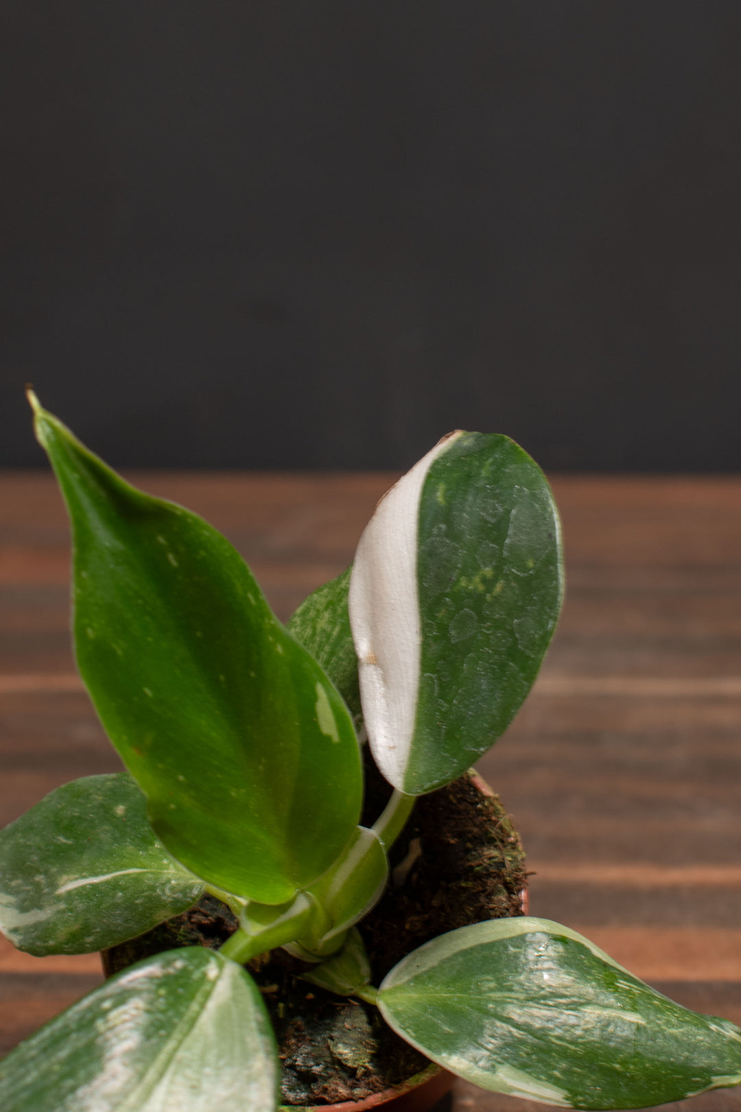 philodendron erubescens white wizard Philodendron