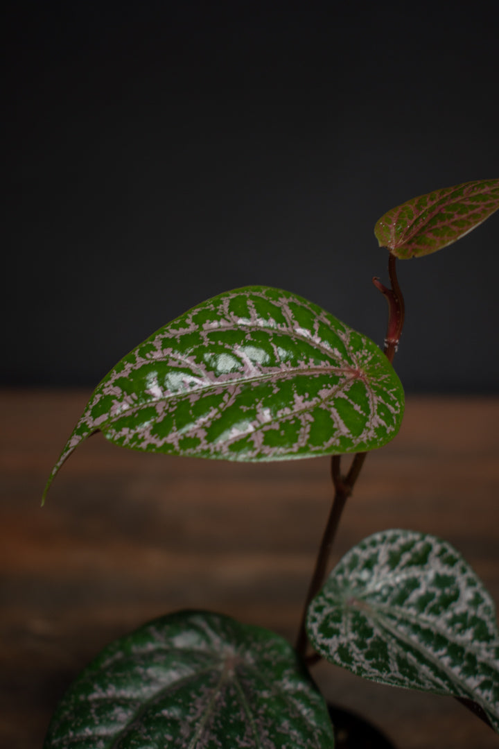 Piper Ornatum 'Celebes Pepper'