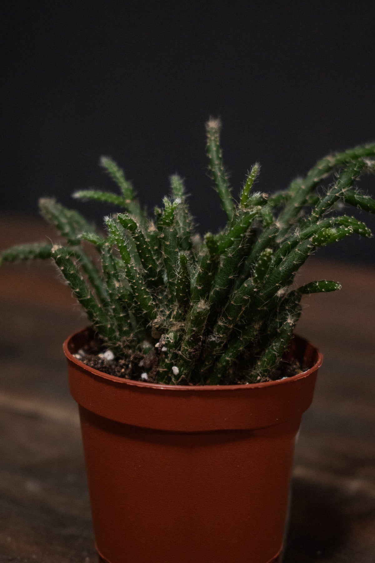rhipsalis indoor plant Rhipsalis 6"