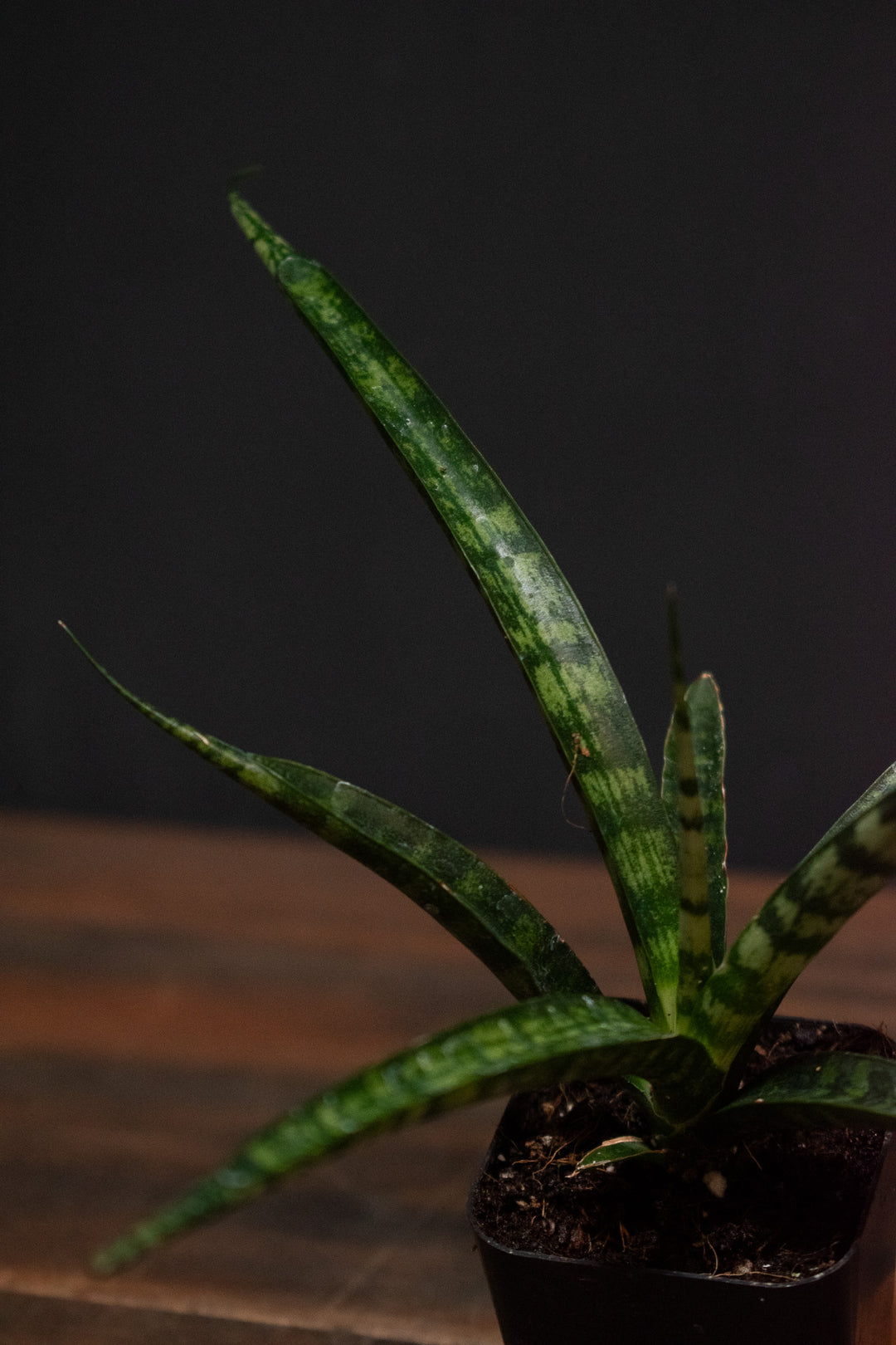 Sansevieria - Bacularis Mikado