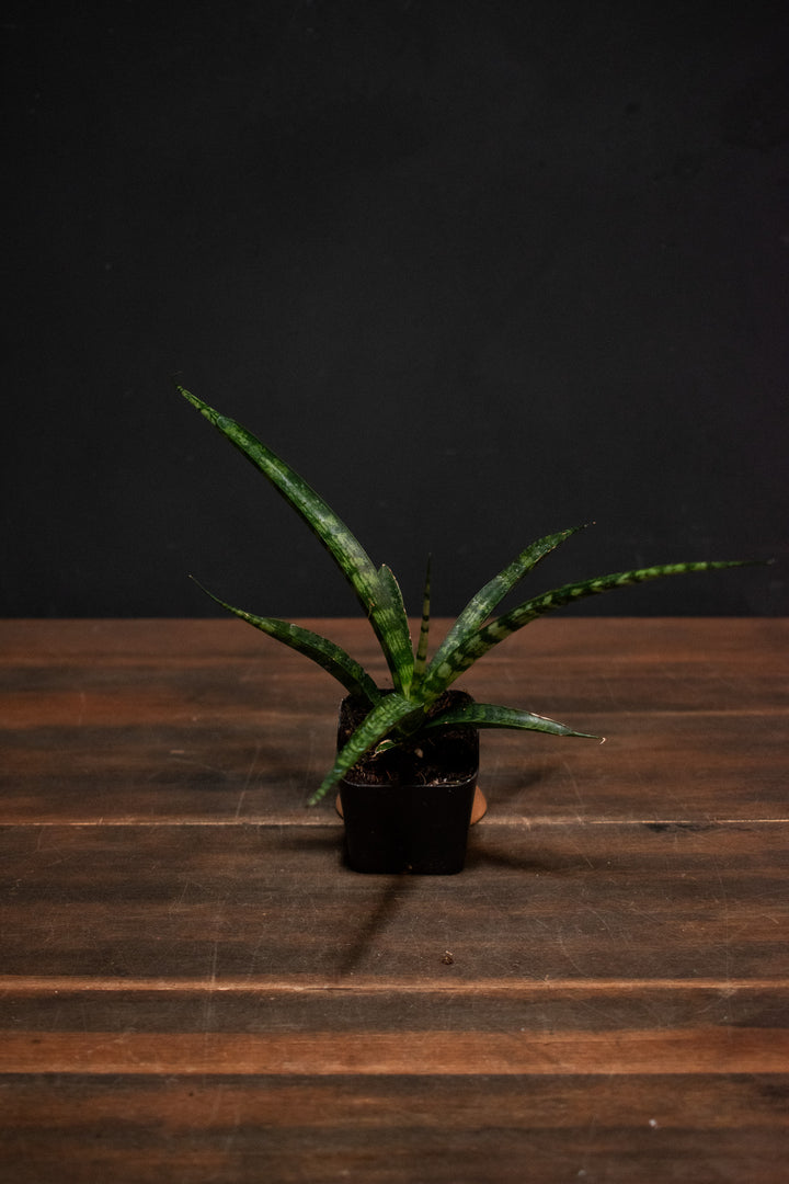 Sansevieria - Bacularis Mikado