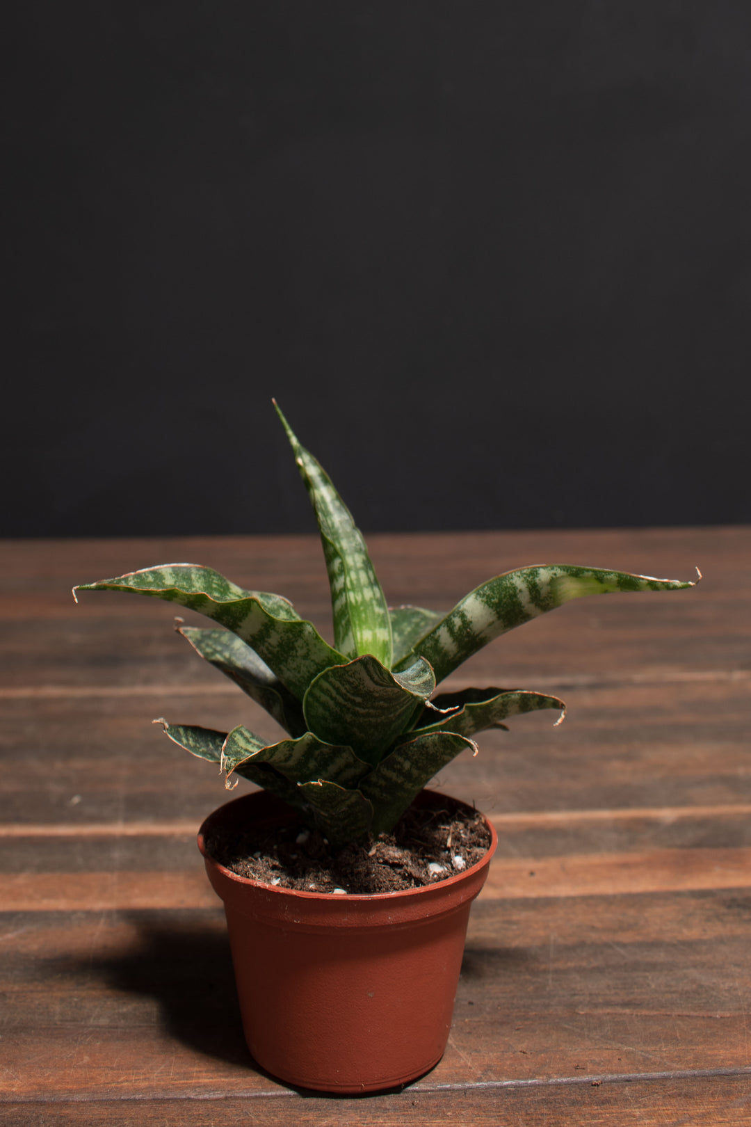 Sansevieria - Tiger