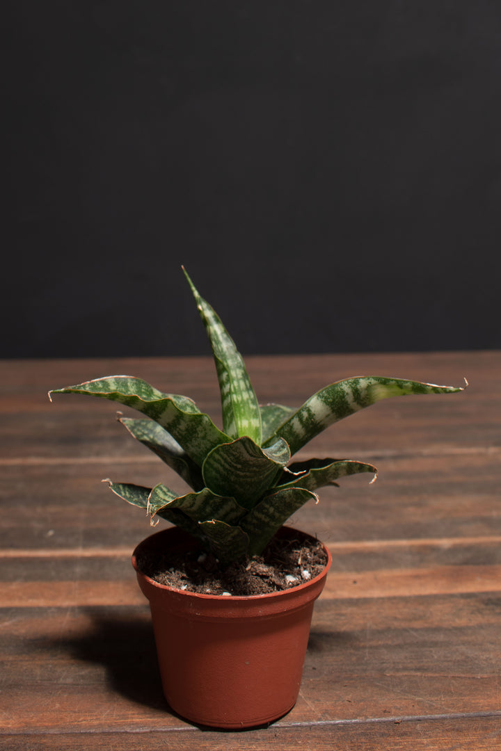 Sansevieria - Tiger