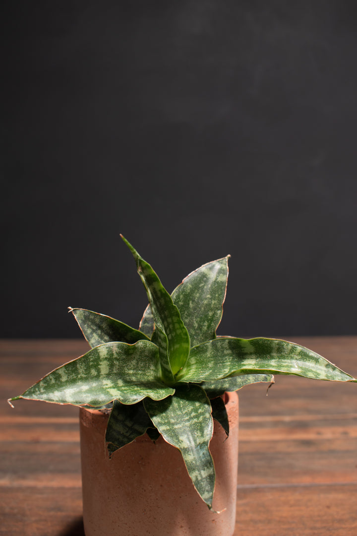 Sansevieria - Tiger