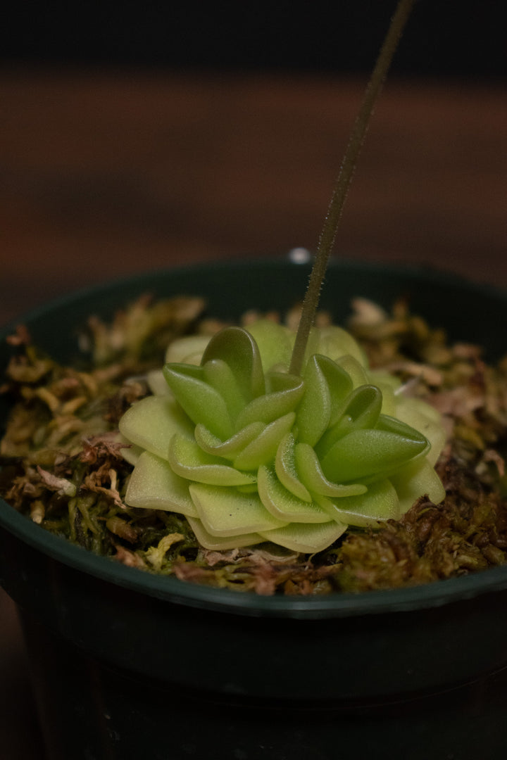 Butterwort - Pinguicula Pirouette