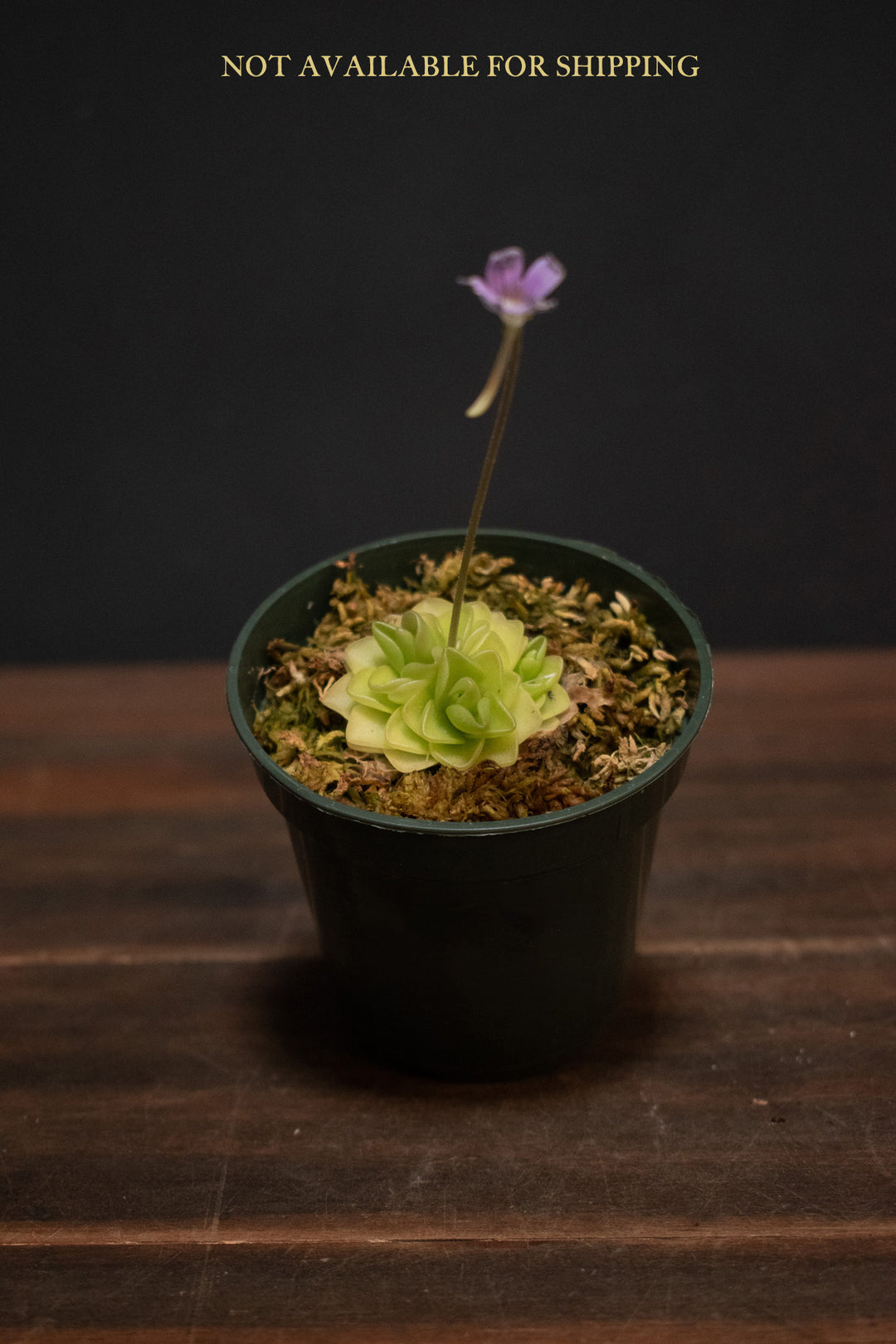 Butterwort - Pinguicula Pirouette