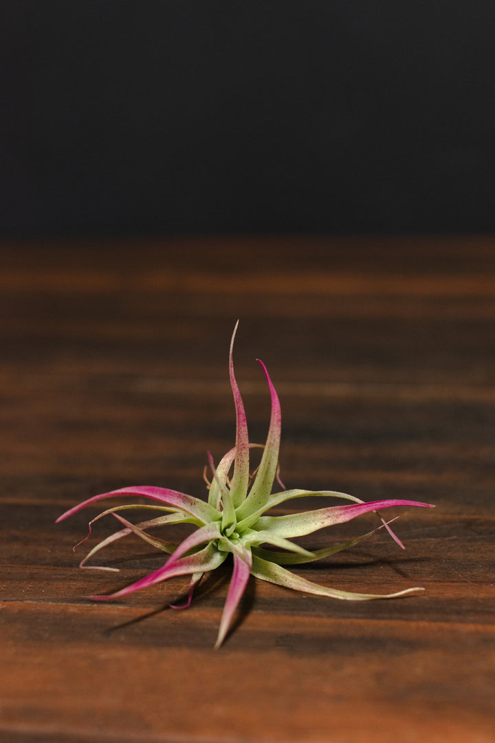 Capitata Magenta