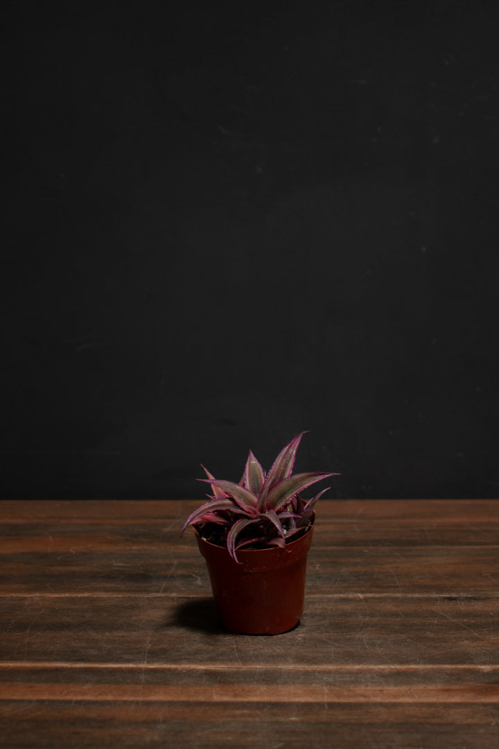 Cryptanthus - Ruby Star