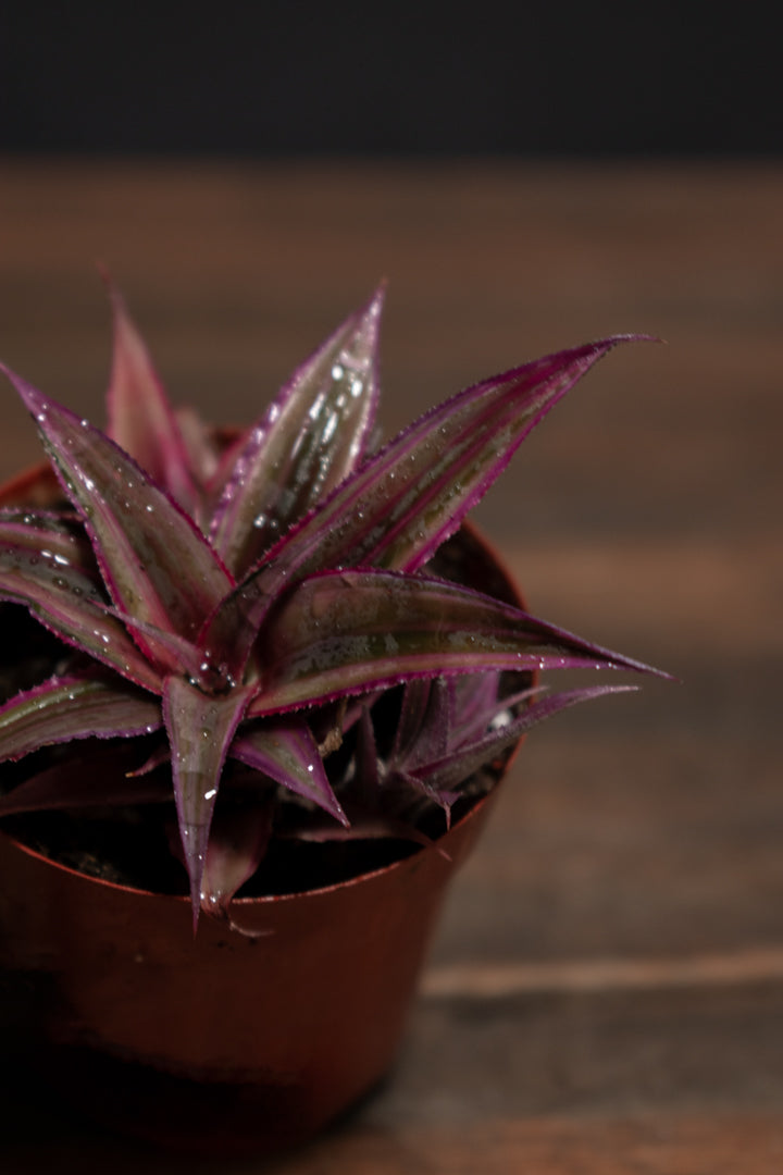 Cryptanthus - Ruby Star
