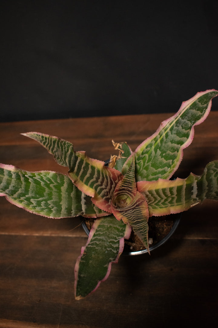 Cryptanthus - Elaine