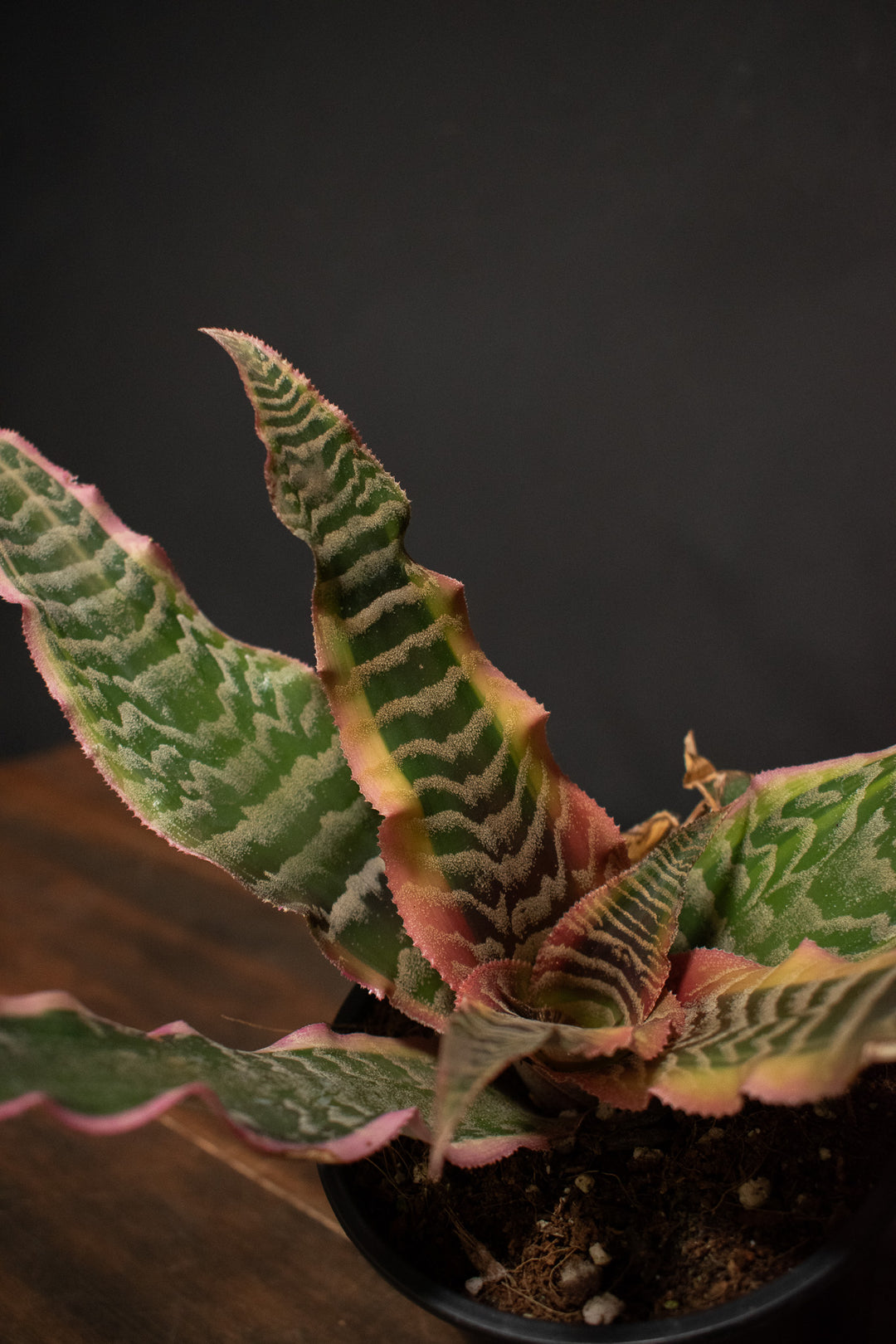 Cryptanthus - Elaine