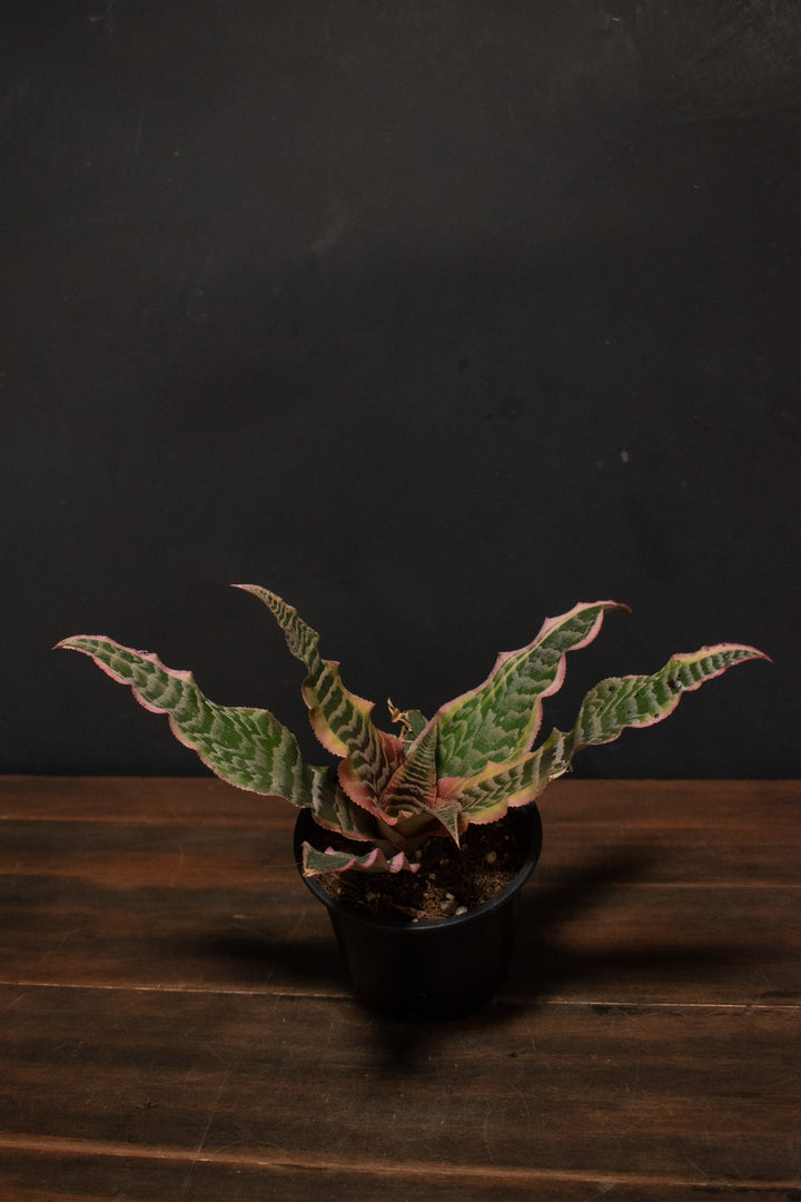 Cryptanthus - Elaine