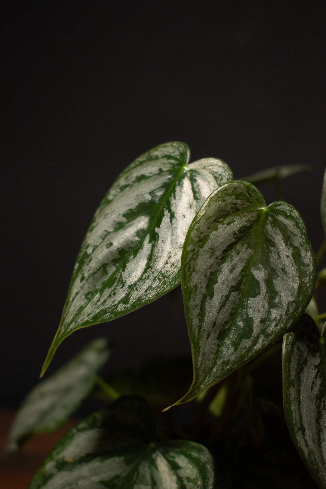 philodendron brandtianum soil Philodendron
