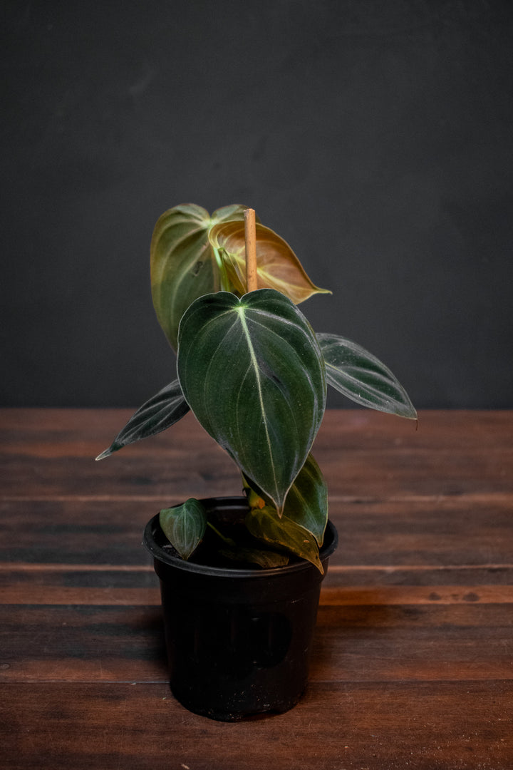 Philodendron - Melanochrysum