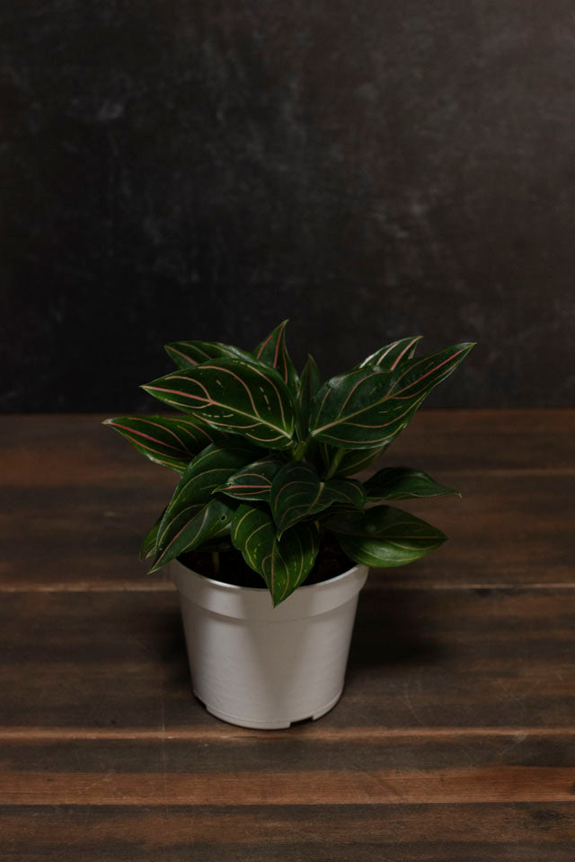 Aglaonema - Communatum Red Vein