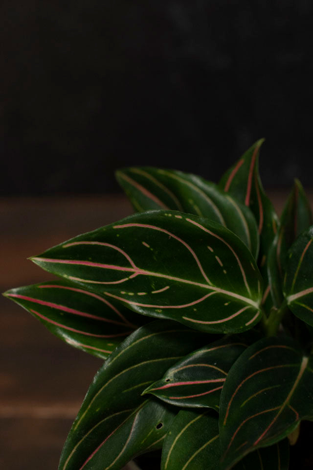 Aglaonema - Communatum Red Vein