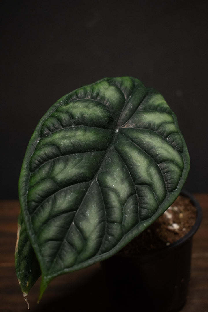 Alocasia - Baginda "Dragon Scale"
