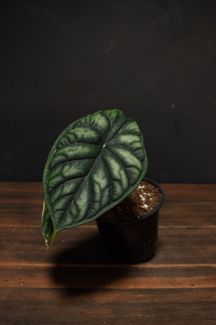 Alocasia - Baginda "Dragon Scale"