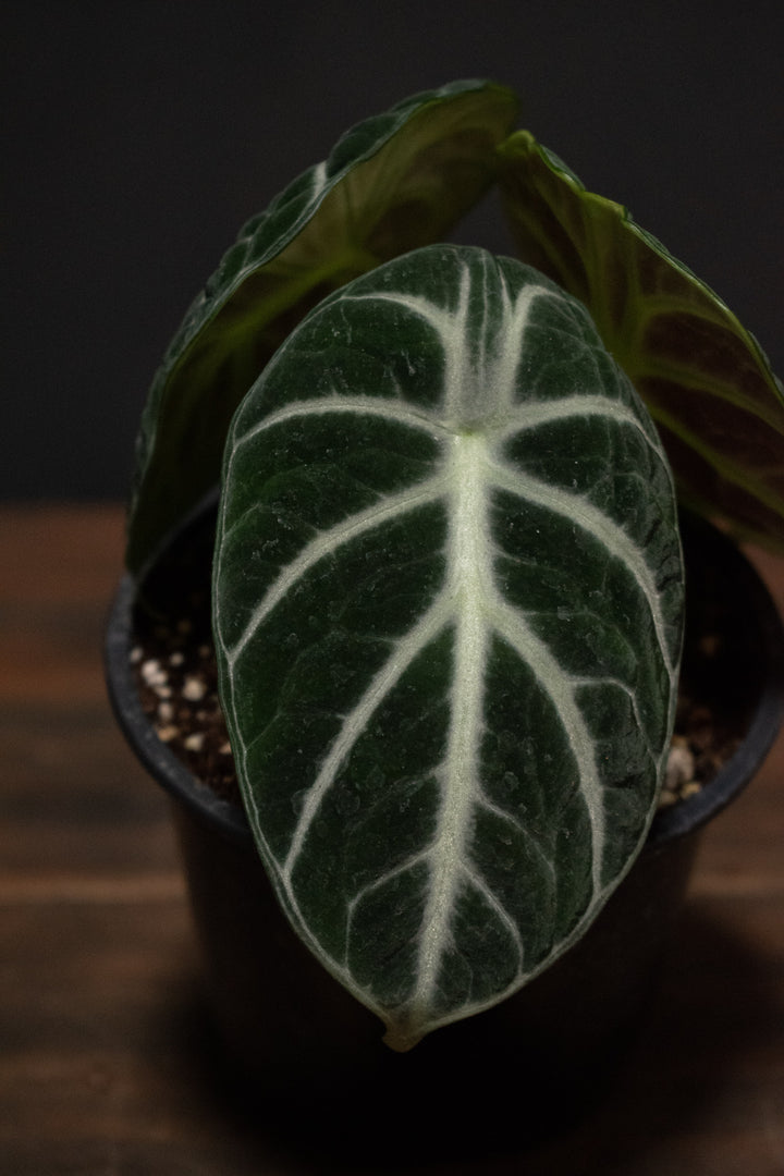 Alocasia - Ninja