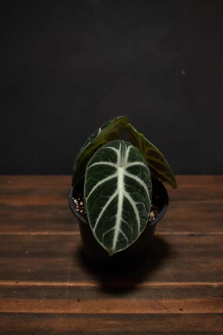 Alocasia - Ninja