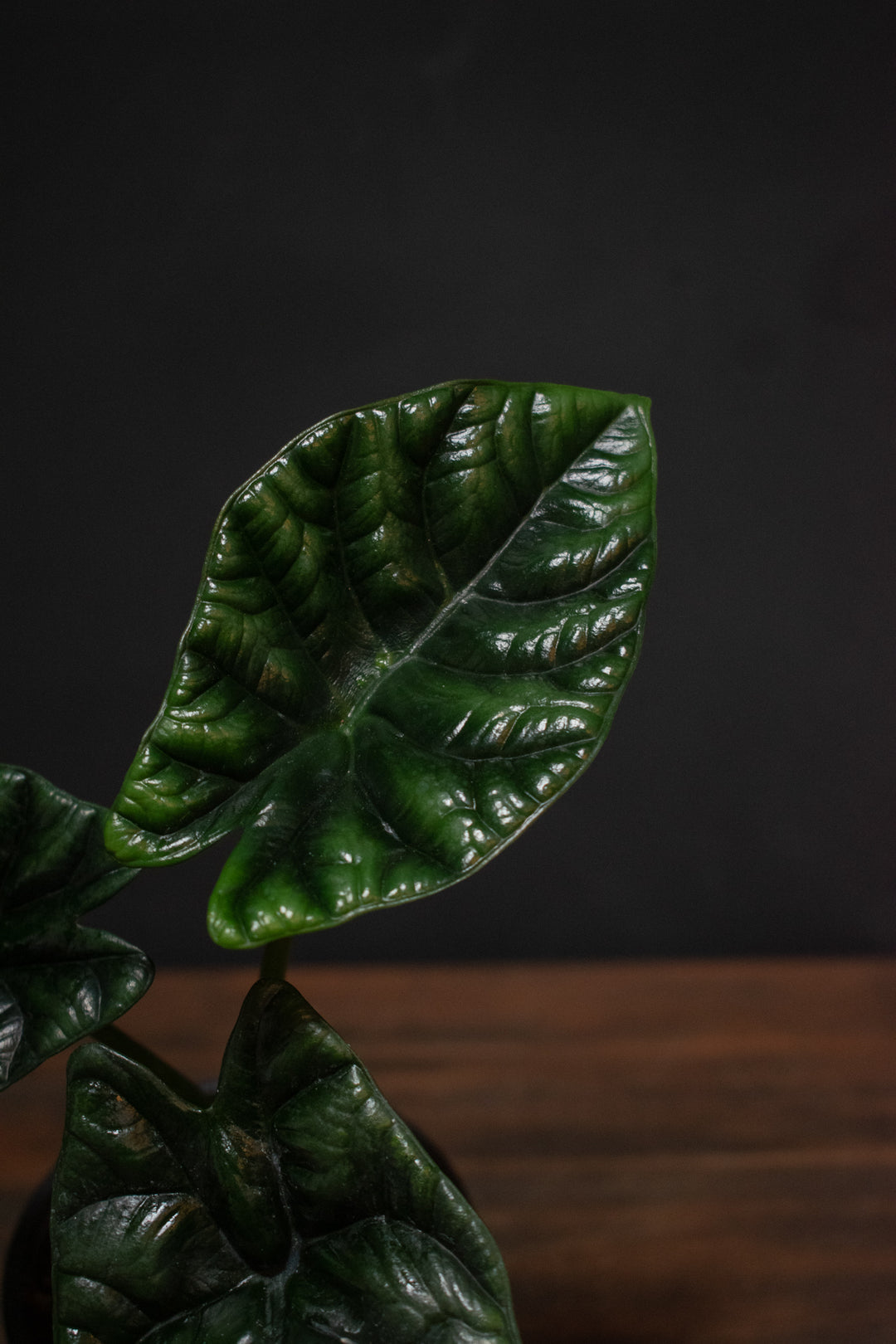 Alocasia - Sinuata 'Quilted Dreams'